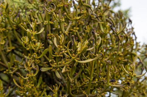 Dense Mistletoe