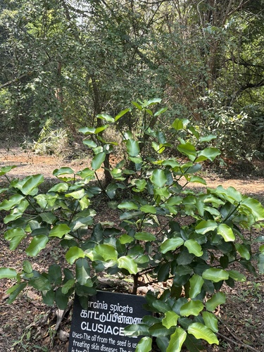 Garcinia spicata observed 2025-03-27