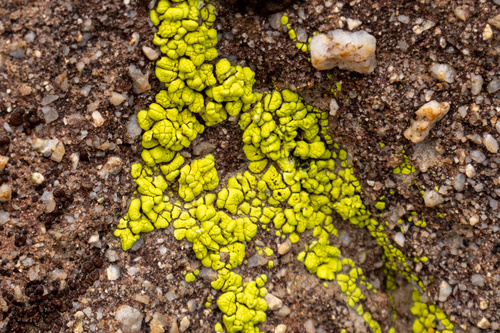 Yellow Cobblestone Lichen