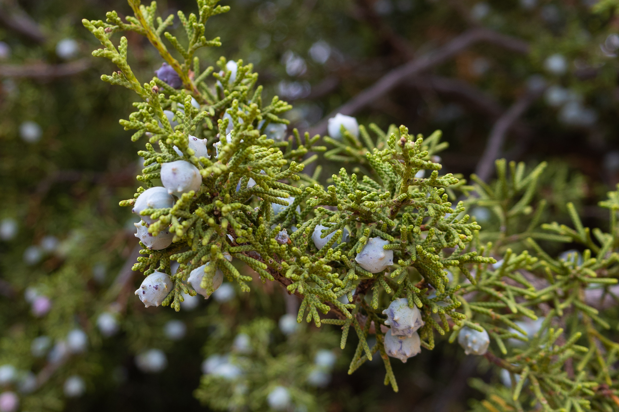 Juniperus californica