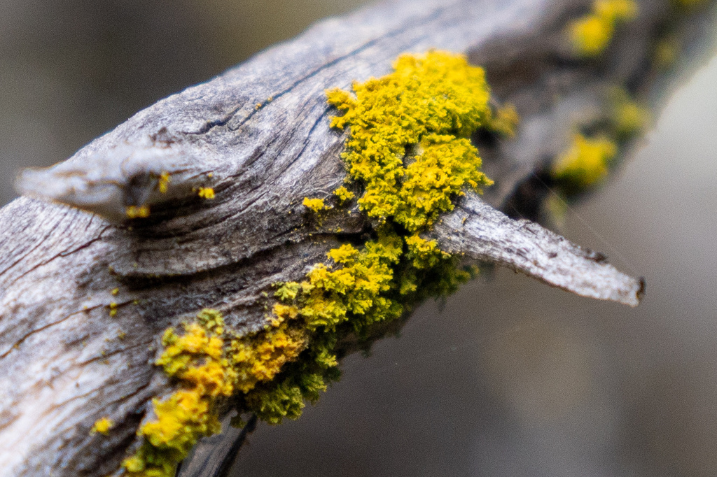 Pacific Candleflame Lichen