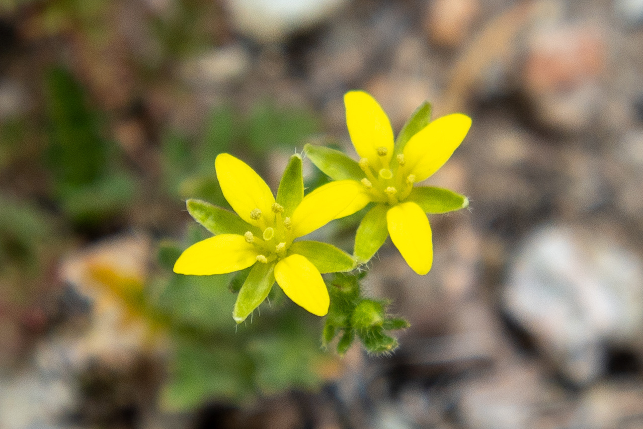 Tropidocarpum gracile