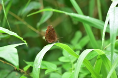Ariadne ariadne pallidior