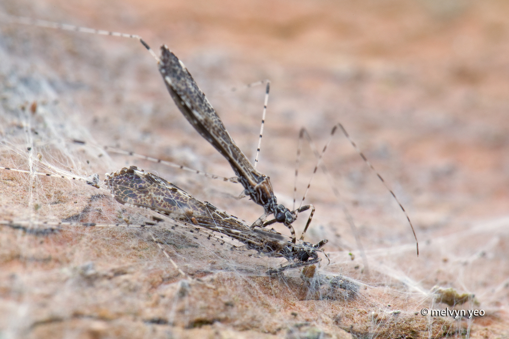 Empicoris tesselatoides
