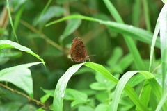 Ariadne ariadne pallidior