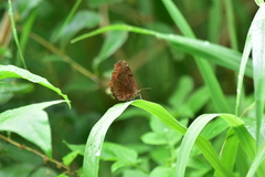 Ariadne ariadne pallidior