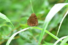 Ariadne ariadne pallidior