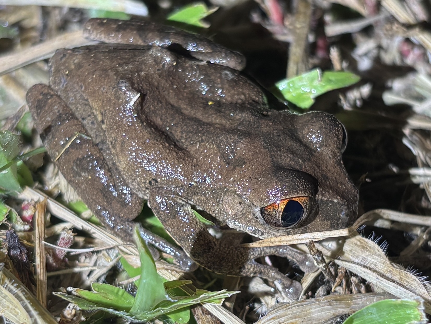 Leptopelis aubryi (Duméril, 1856)