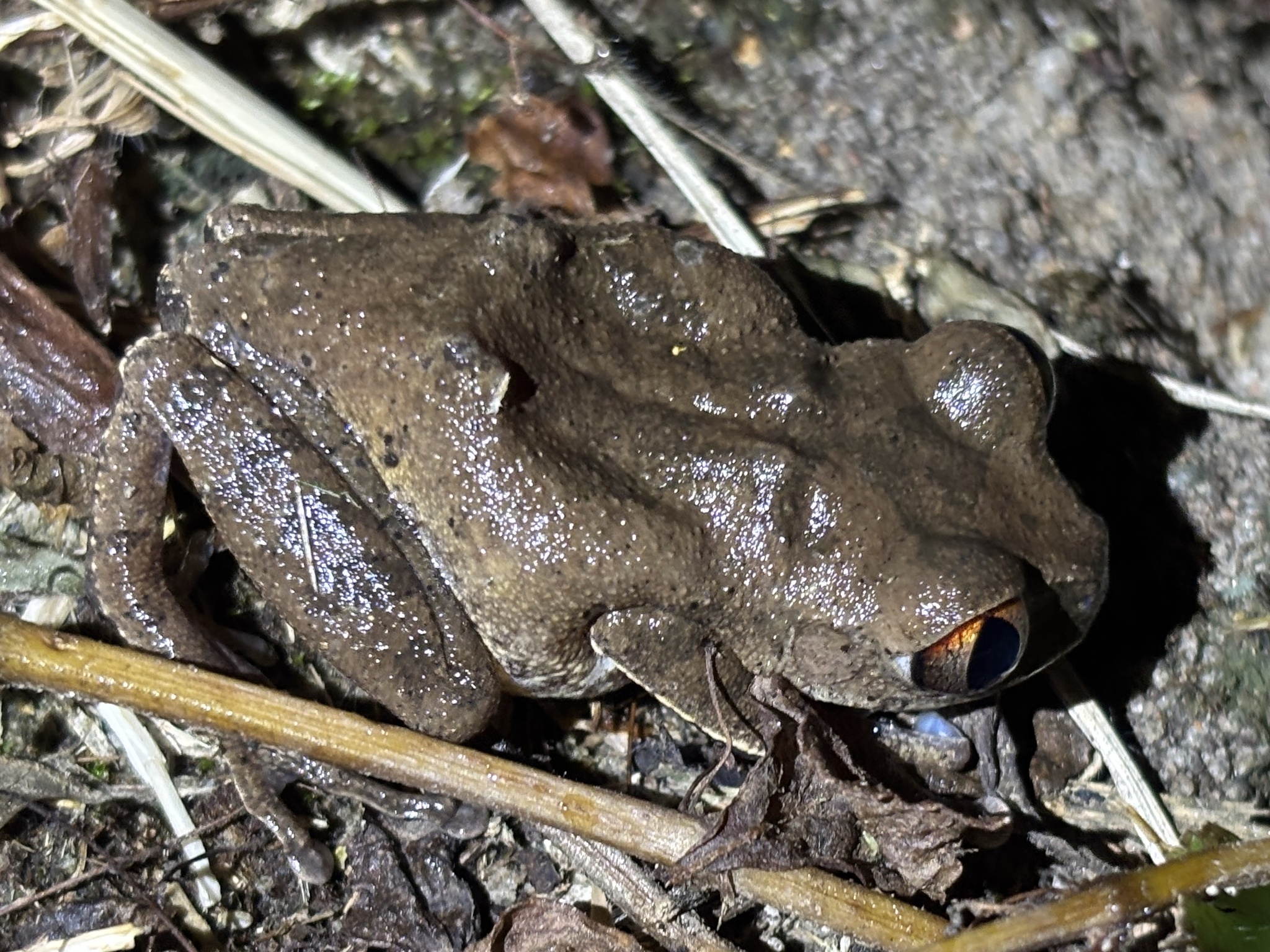 Leptopelis aubryi (Duméril, 1856)