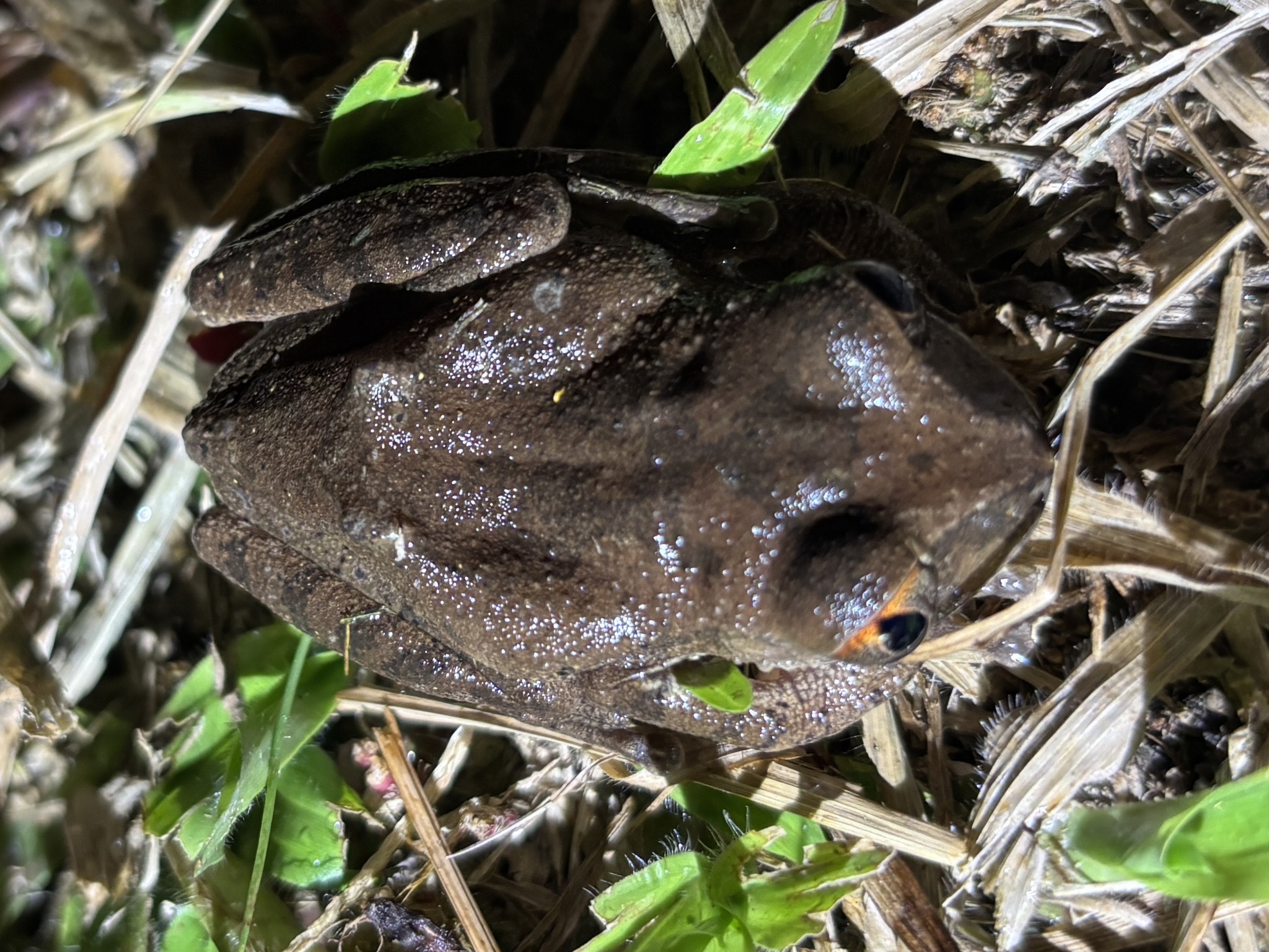 Leptopelis aubryi (Duméril, 1856)
