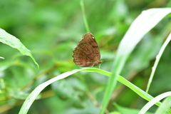 Ariadne ariadne pallidior