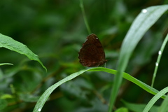 Ariadne ariadne pallidior