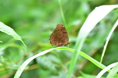 Ariadne ariadne pallidior