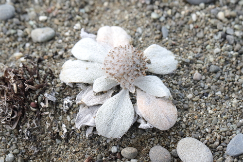 Image of Craspedia thinicola by (c) Jacob Littlejohn, some rights reserved (CC BY-SA)