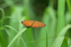 Ariadne ariadne pallidior