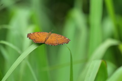 Ariadne ariadne pallidior