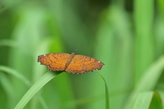Ariadne ariadne pallidior