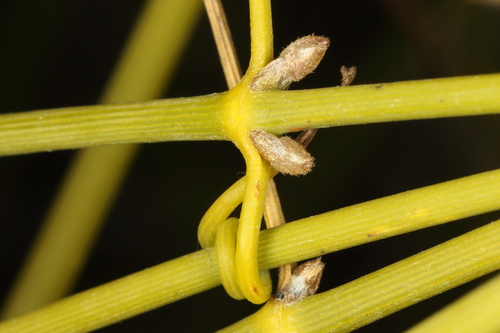 Image of Clematis afoliata by (c) Jacob Littlejohn, some rights reserved (CC BY-SA)