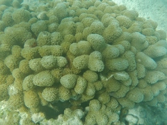 Porites porites