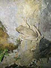 Polypedates leucomystax