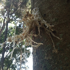 Polypedates leucomystax