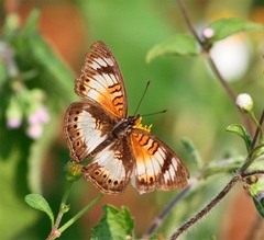 Junonia sophia
