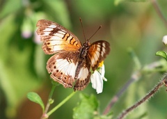 Junonia sophia