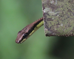 Dendrelaphis cyanochloris