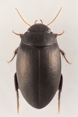 Agabus bipustulatus