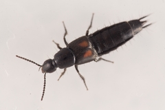 Philonthus cruentatus