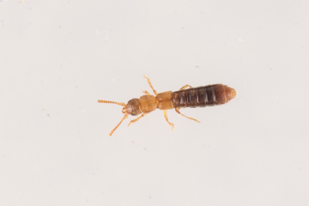 Phytosus balticus