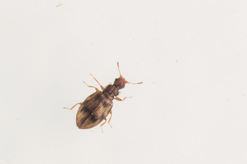 Cartodere bifasciata, photo 6 of 7