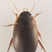 Sturm's Diving Beetle - Photo (c) Andreas Bennetsen Boe, some rights reserved (CC BY-NC-ND), uploaded by Andreas Bennetsen Boe