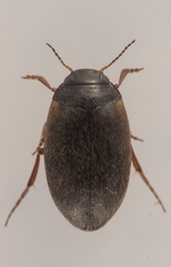 Hydroporus planus