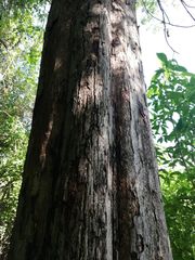 Pterocarpus acapulcensis
