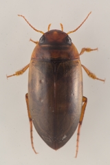 Liopterus haemorrhoidalis