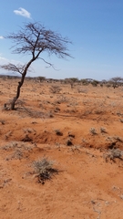 Struthio molybdophanes