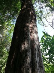 Pterocarpus acapulcensis