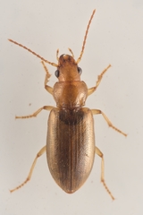 Dicheirotrichus gustavii