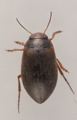 Hydroporus erythrocephalus