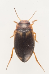 Hydroporus palustris