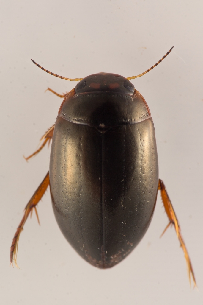 Agabus labiatus