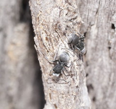 Polyrhachis senilis
