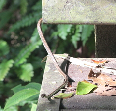 Dendrelaphis cyanochloris
