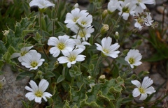 Cerastium uniflorum