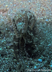 Amphioctopus