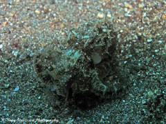 Amphioctopus
