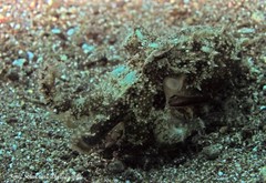 Amphioctopus