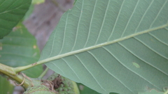 Quercus sadleriana