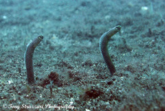 Heteroconger taylori